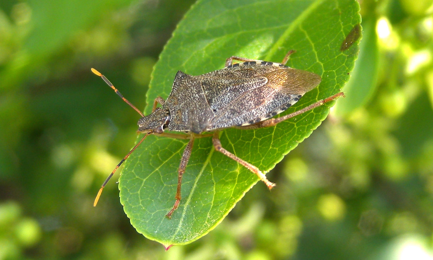 Pentatomidae: Arma custos di Paullo (MI)